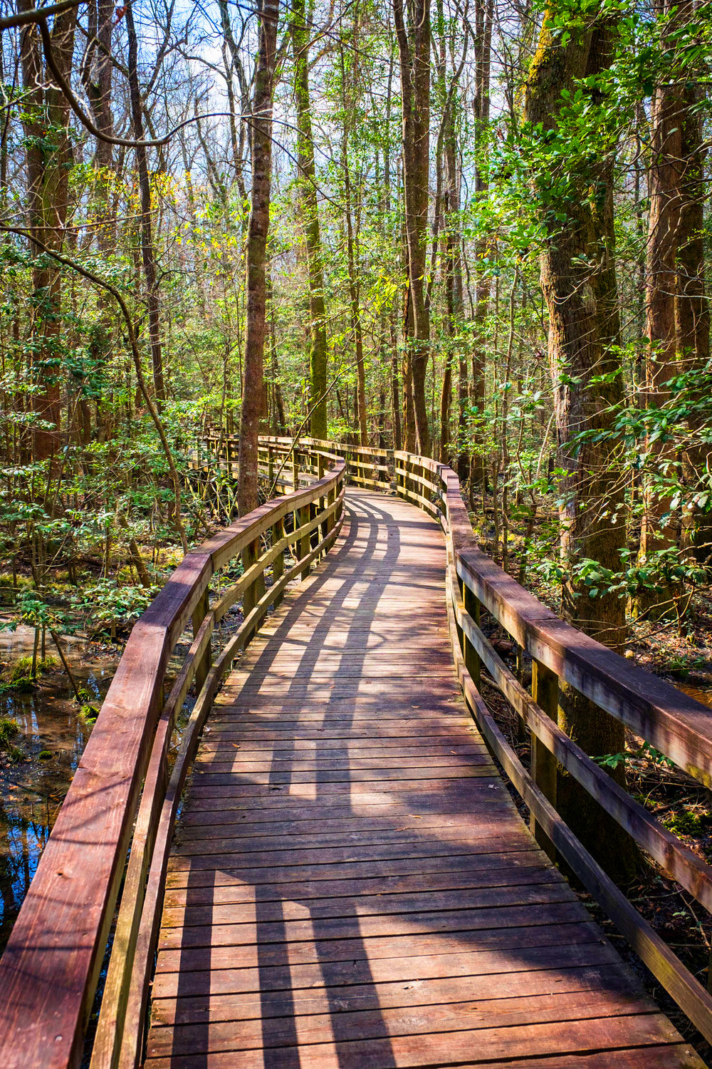 Congaree National Park Hiking Trails: Our Top 5 Favorite Hikes