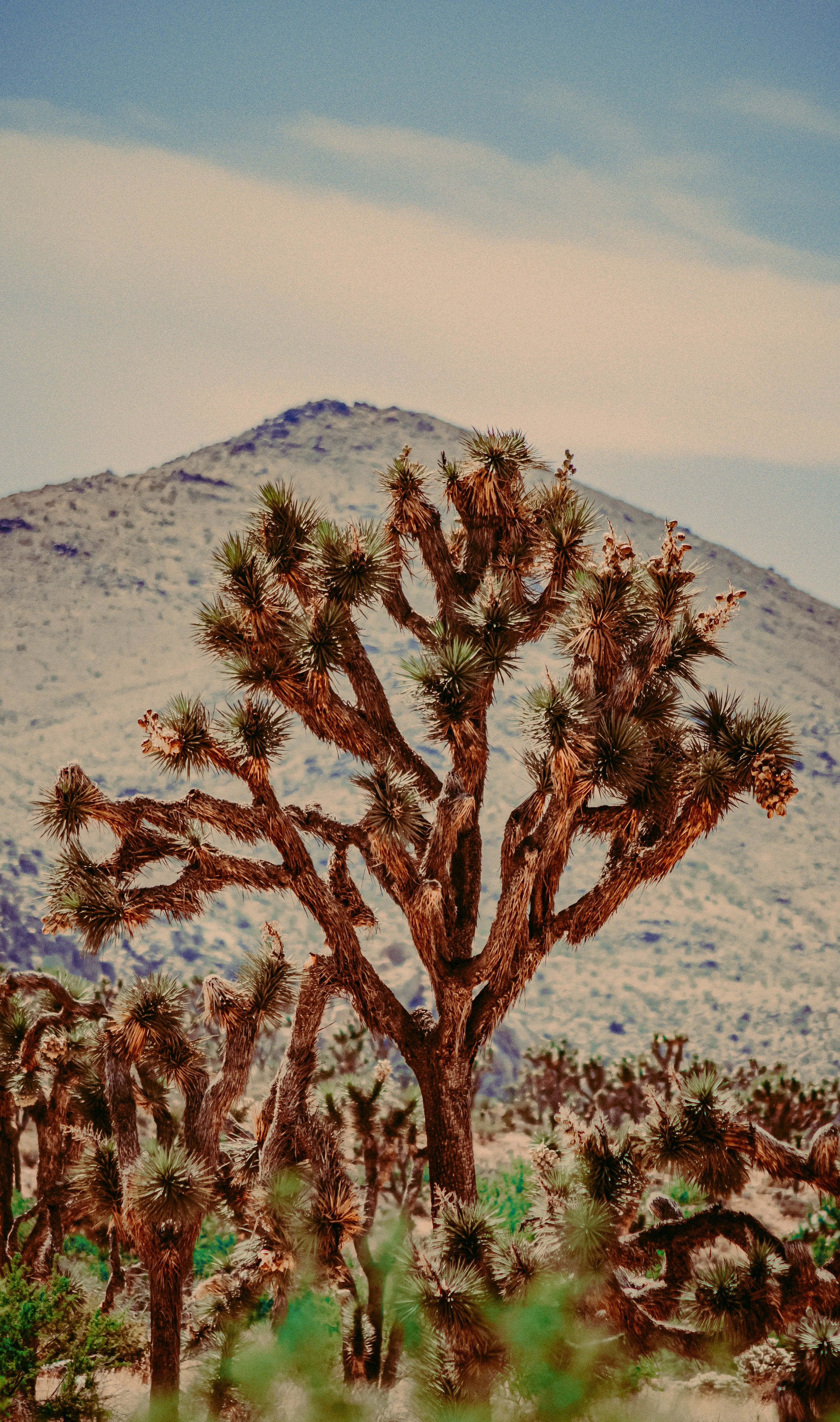 5 Can't Miss Hikes at Joshua Tree National Park