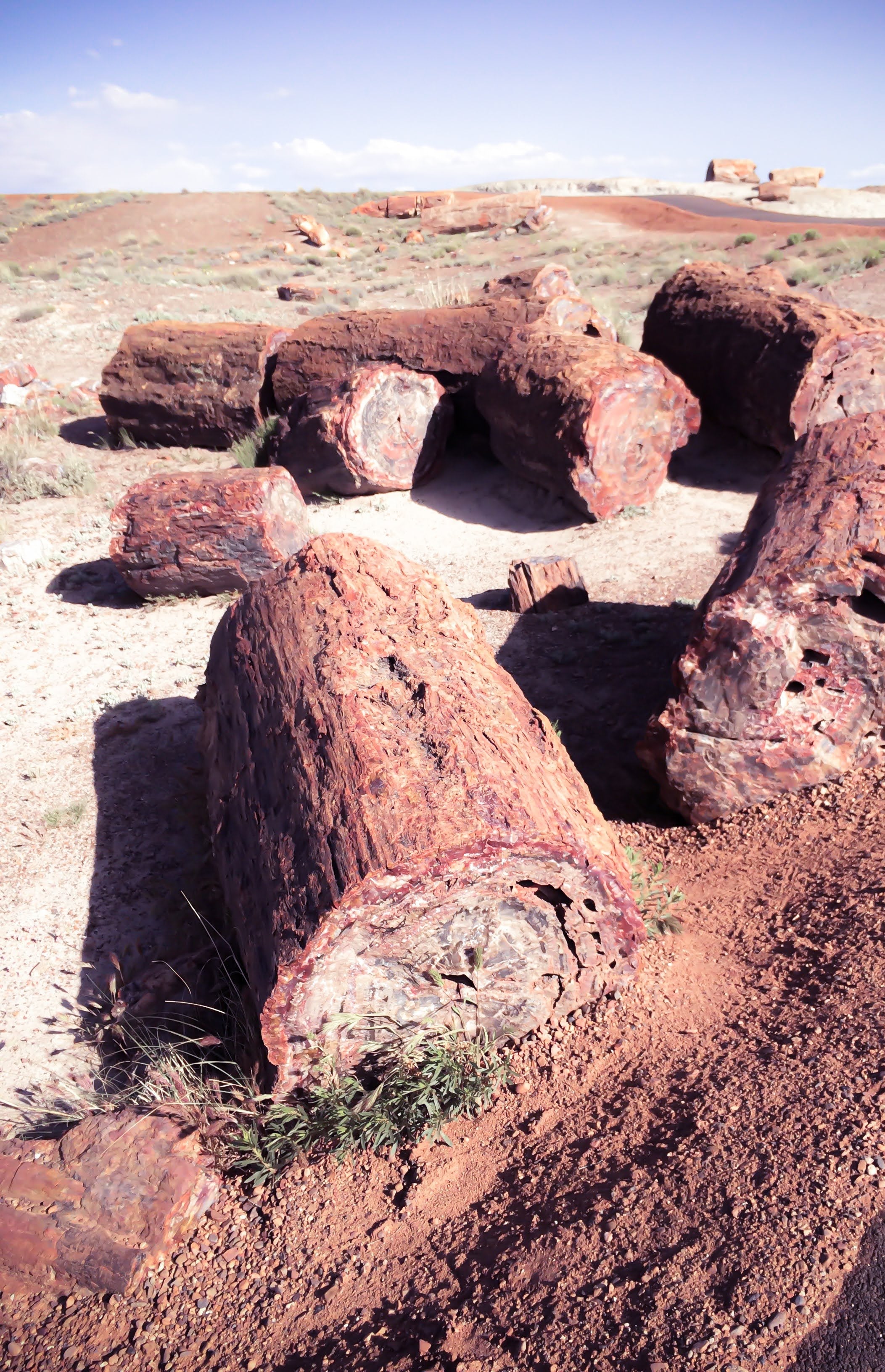 5 Petrified Forest National Park Trails You Won’t Want to Miss