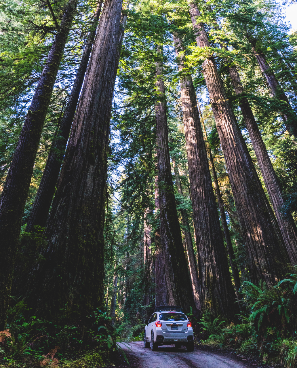 5 Stunning Trails to Check Out in Redwood National Park